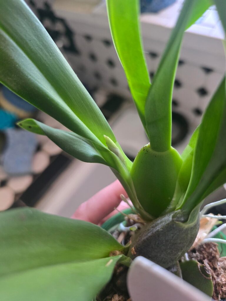 Oncidium surprise en route Oncidium surprise en route
