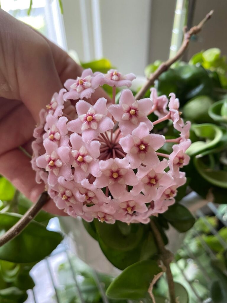 My Hoya compacta blooming and the tattoo it inspired