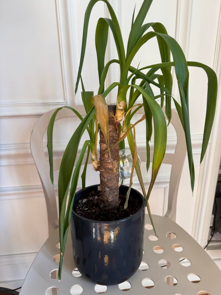 Dracaena got overwatered while I was out of town and has been on a slow decline ever since Dracaena got overwatered while I was out of town and has been on a slow decline ever since