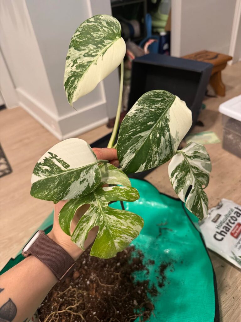 Roots rotted ... chop and prop or repot?