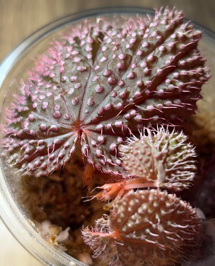 Some of the cool rare plants I got from Plantcon Houston (it was so worth it) Some of the cool rare plants I got from Plantcon Houston (it was so worth it)