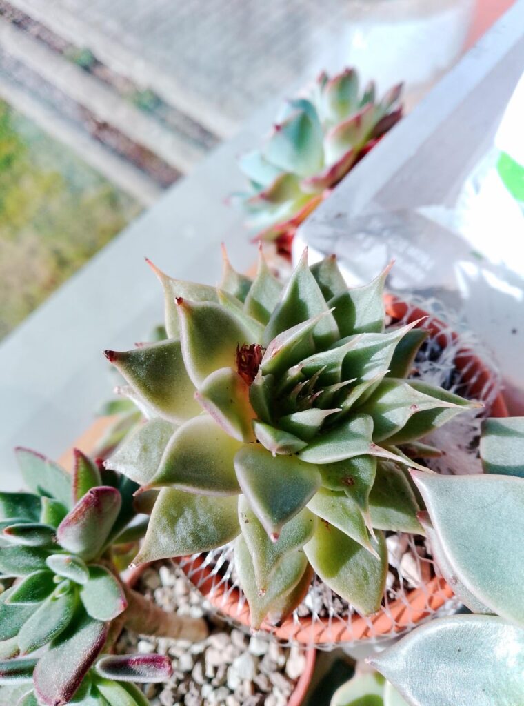 What are they