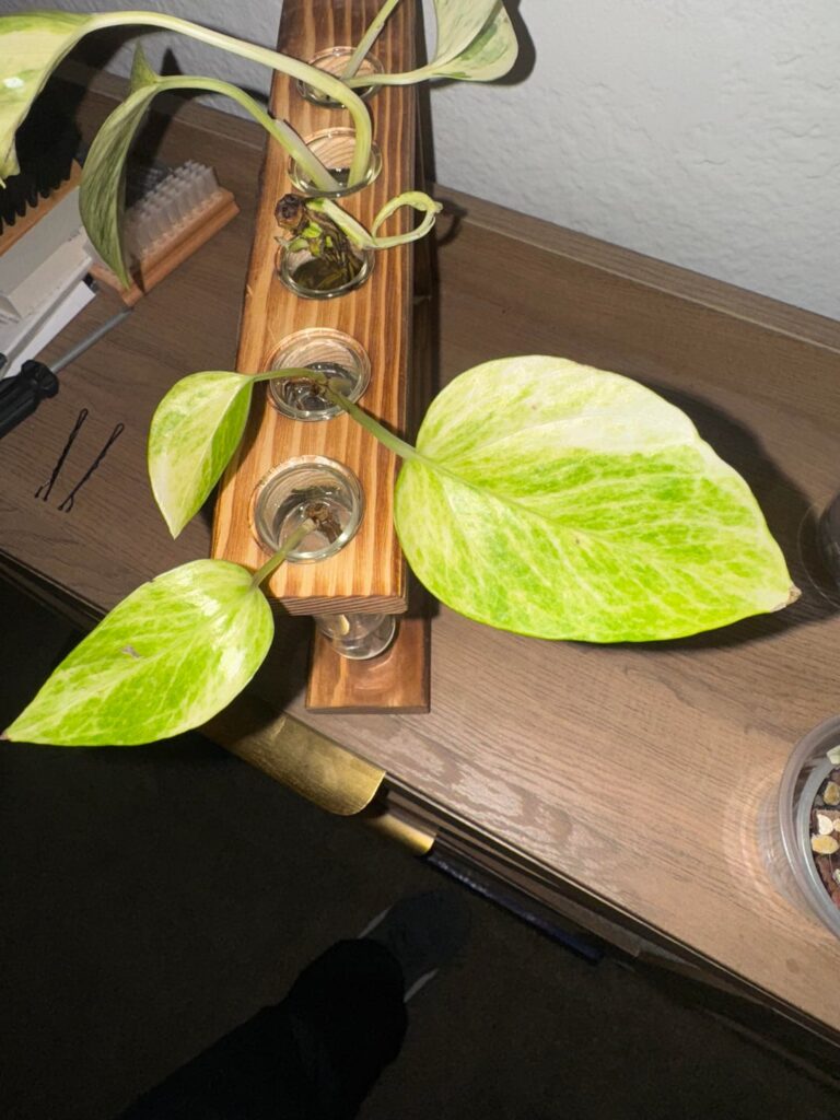 What kind of pothos did I find? What kind of pothos did I find?