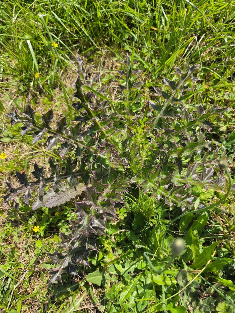 What do I do? Bull Thisle in Eastern NC