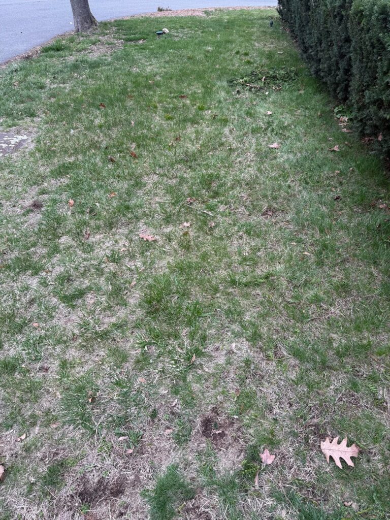 Young dad, tight budget, bad lawn
