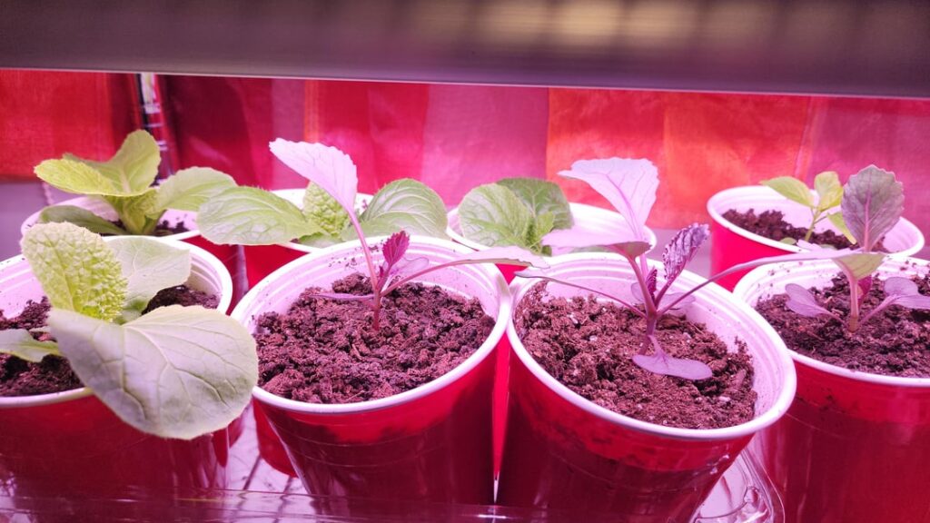 My Cabbages! My Cabbages!