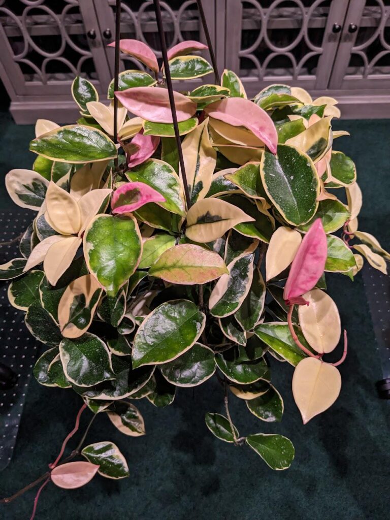 Krimson Queen