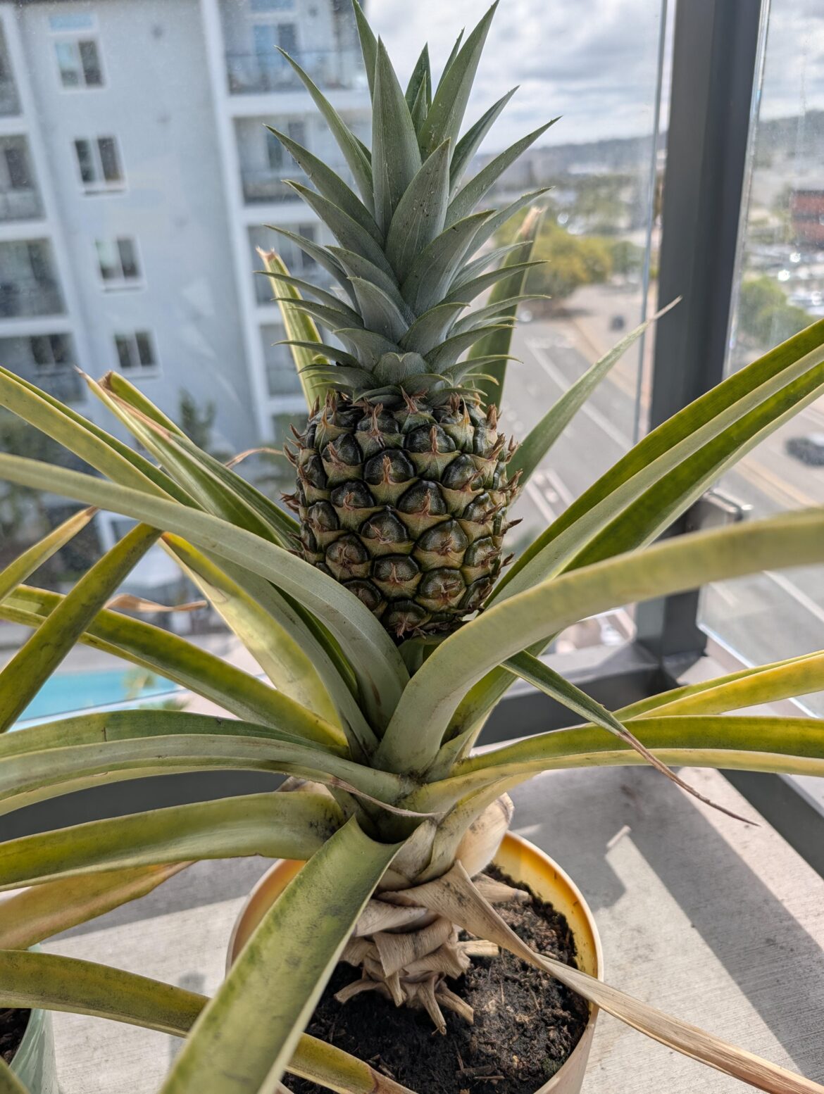 Is my baby Pineapple finally ready?? Is my baby Pineapple finally ready??