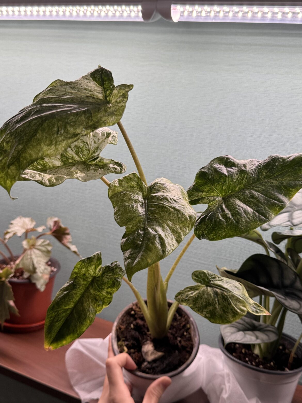 Id help?