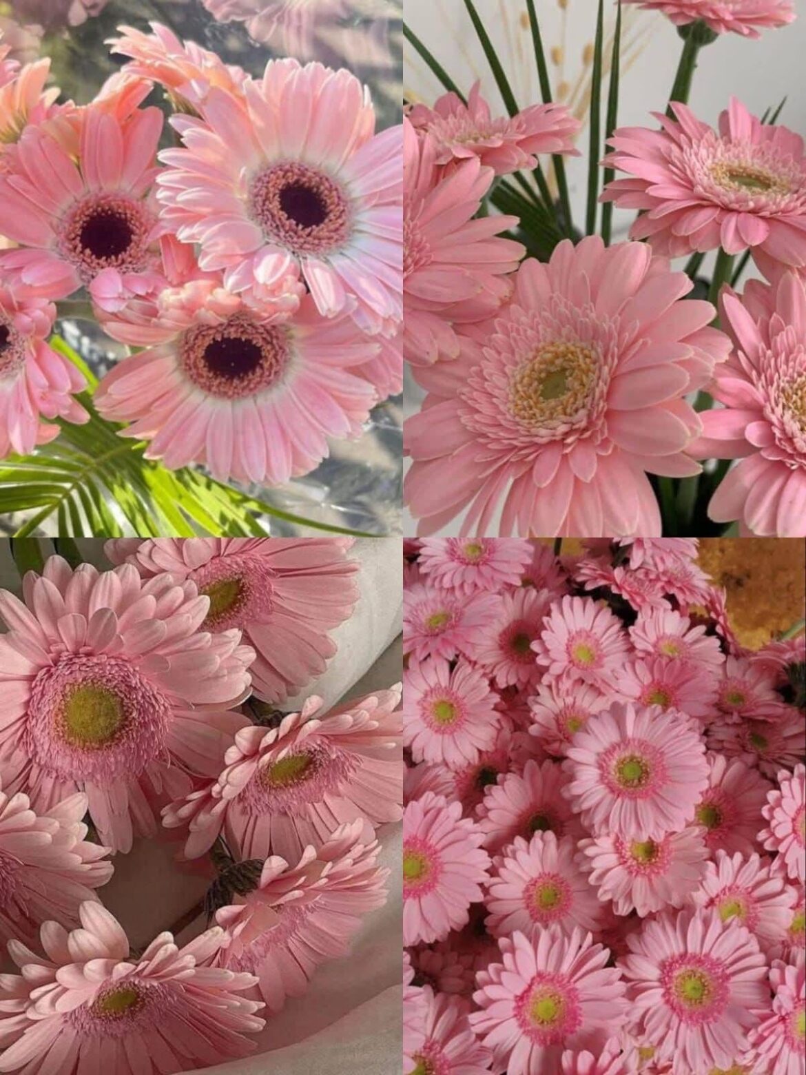 Gerberas 🌸🩷