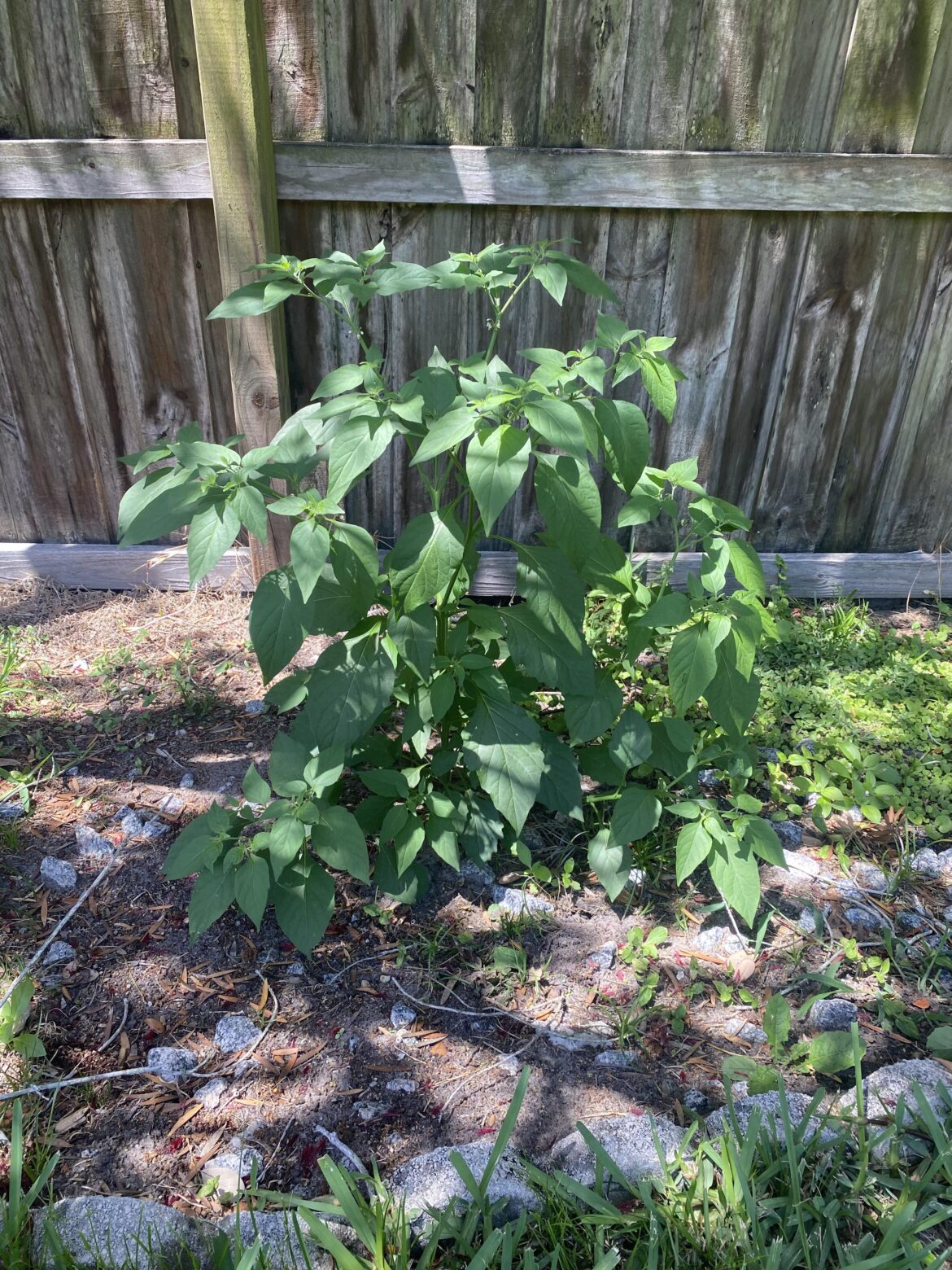 Would this be classified as a weed?