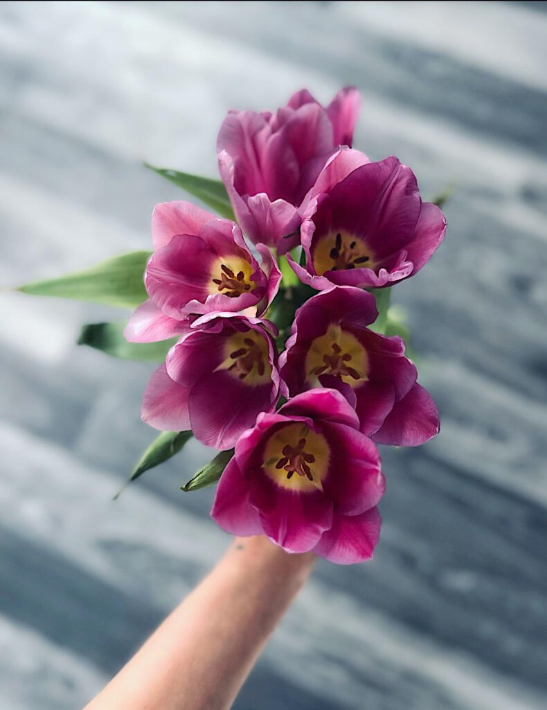 Purple tulips