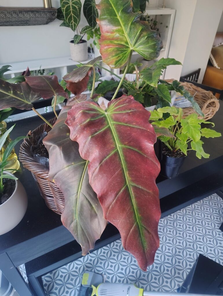 I don't think it's supposed to be red. Help!