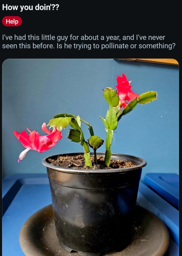 Weird growth on my plant- Is it trying to pollinate or somethings???