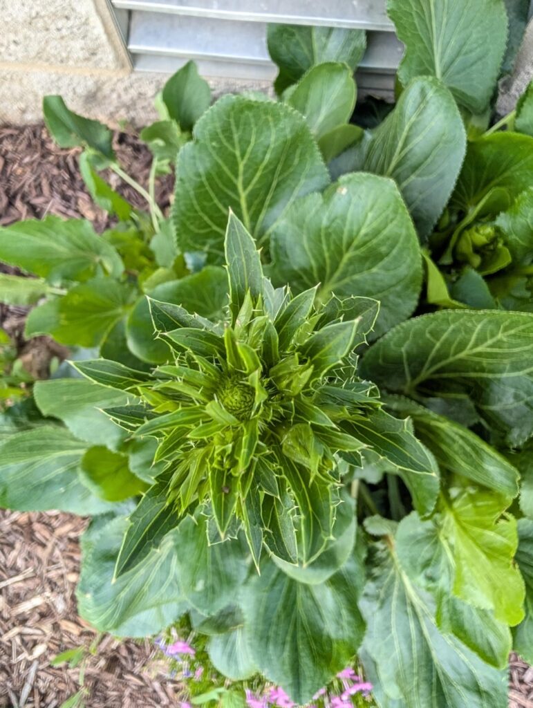 Mystery Plant in My Garden