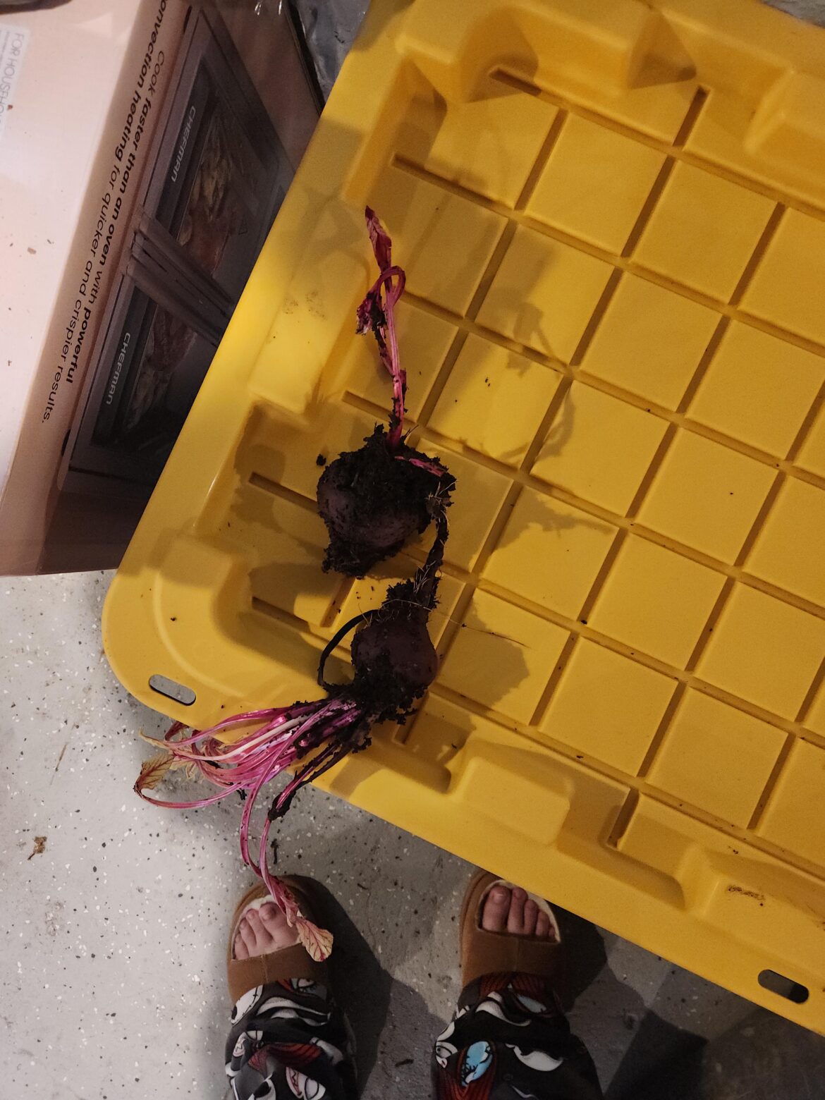 My compost grew beetroot scraps i threw in