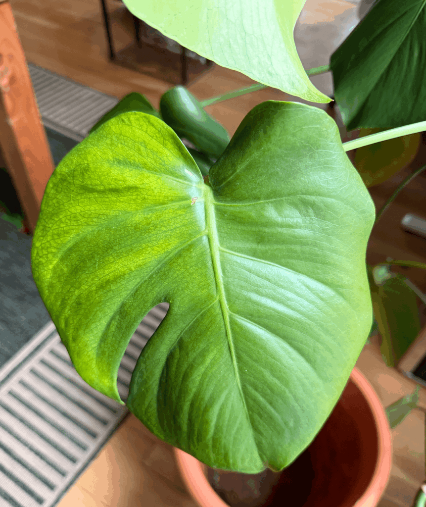 Yellowing Monestera Leaves