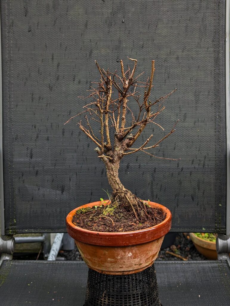 Ulmus Parvifolia 'Nire' before and after