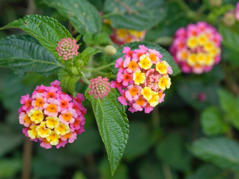 mosquito repelling plants lantana mosquito repelling plants lantana