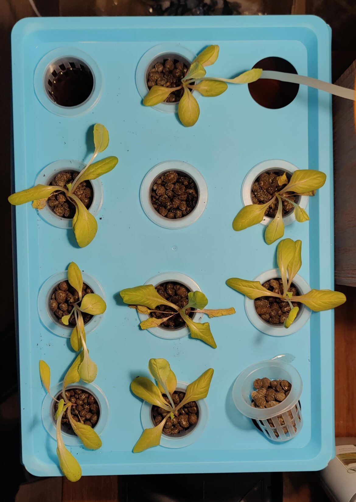 Please help. What am I doing wrong?