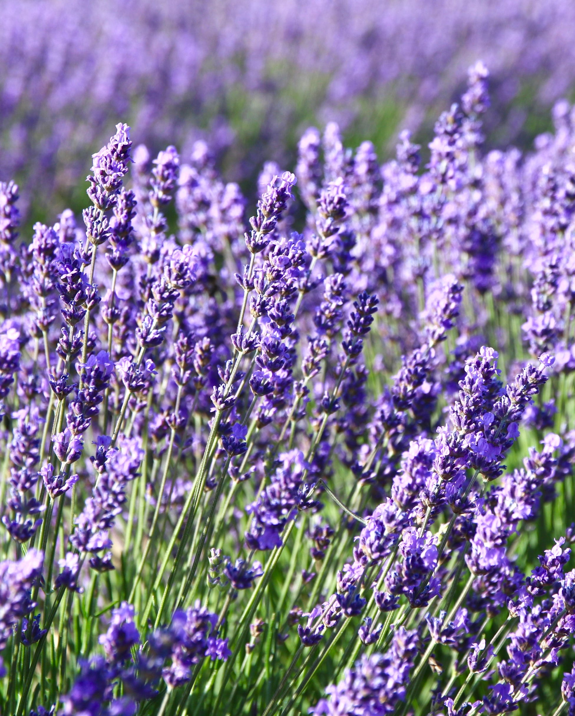 lavender