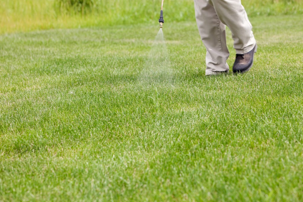 Lawn Care Worker Sprays Crabgrass lawn care worker sprays crabgrass