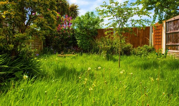 Picture of a overgrown lawn in a UK garden 