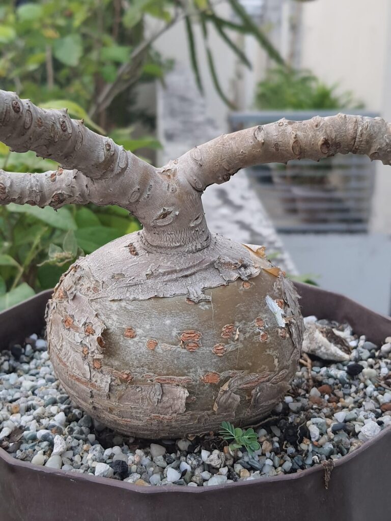 Jatropha berlandieri