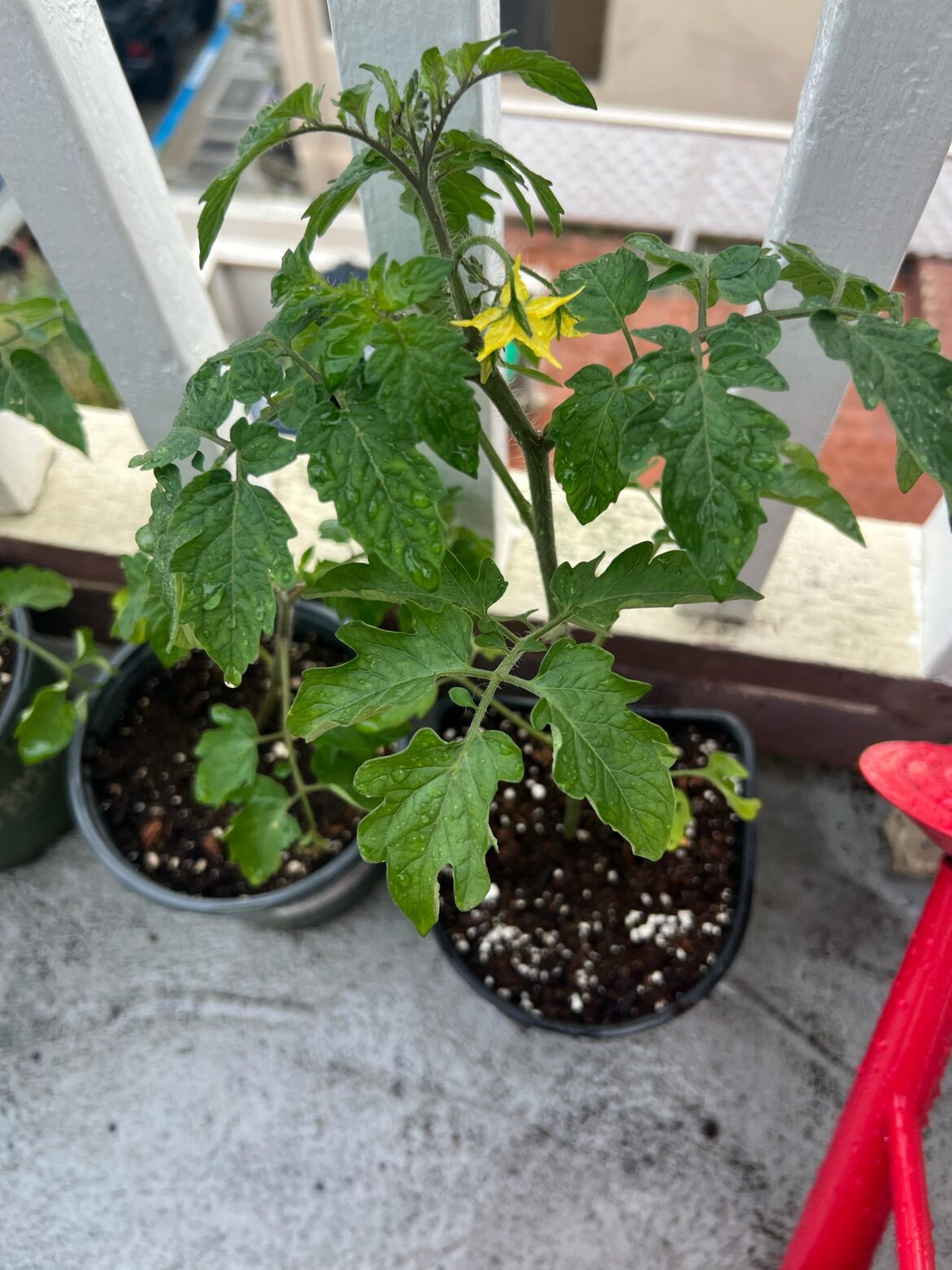 Cherry tomato plant flowering
