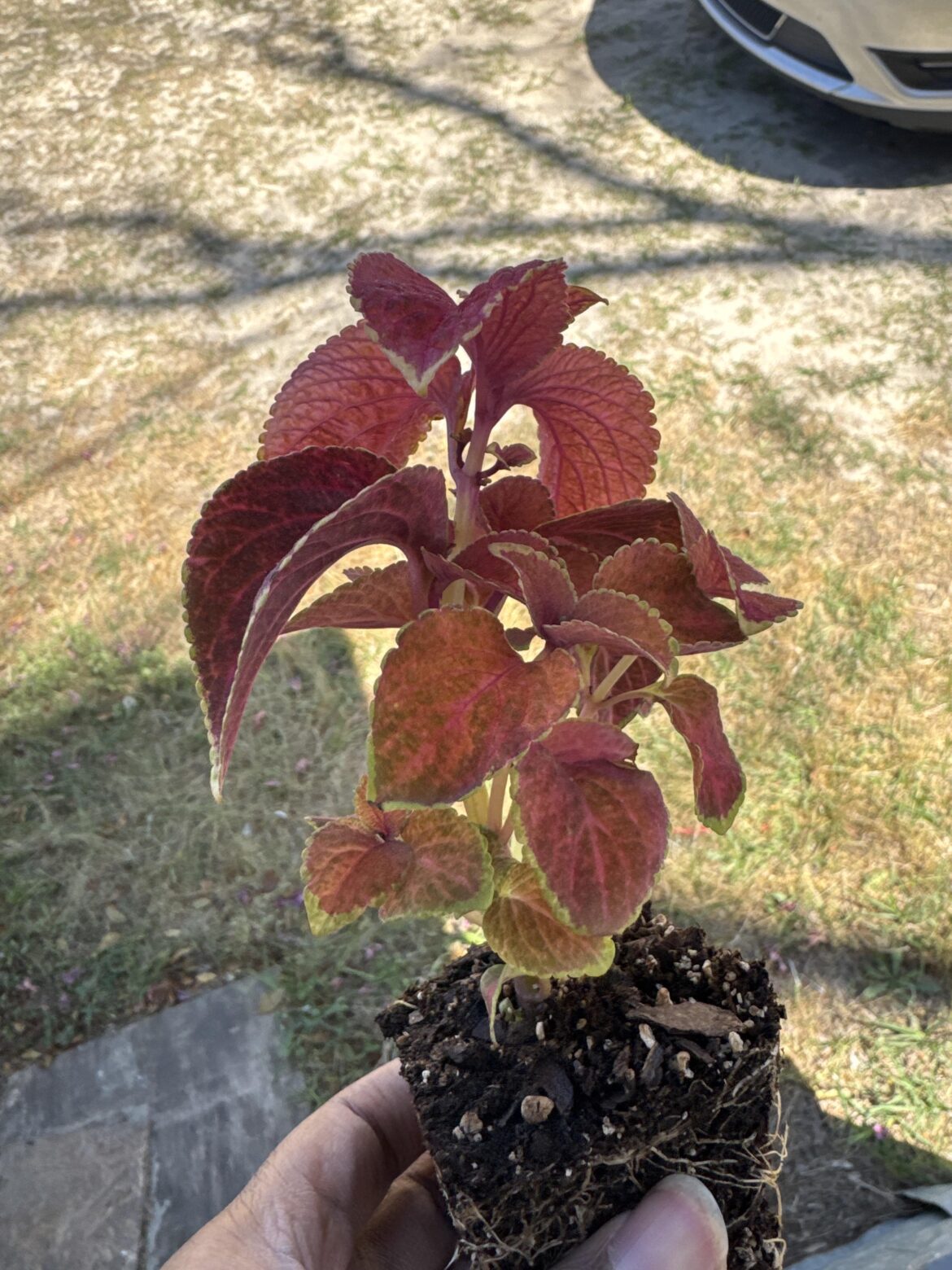 Plant Confusion