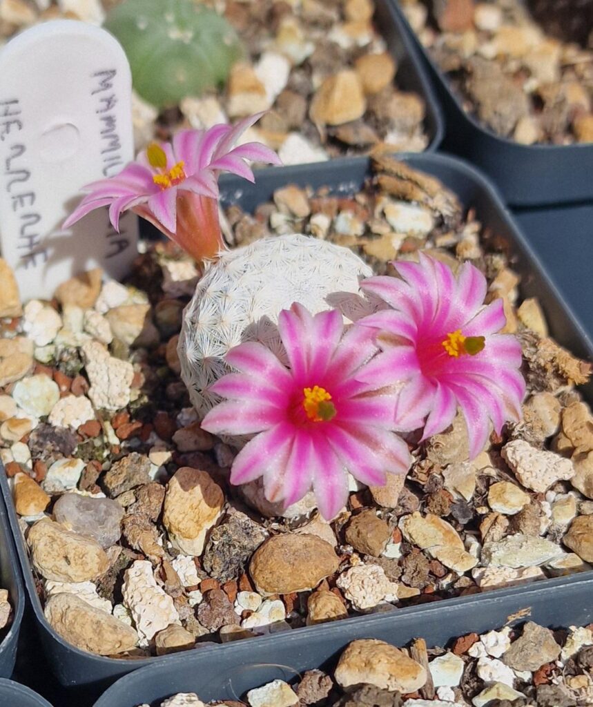 Mammillaria herrerae - 4 years from seed