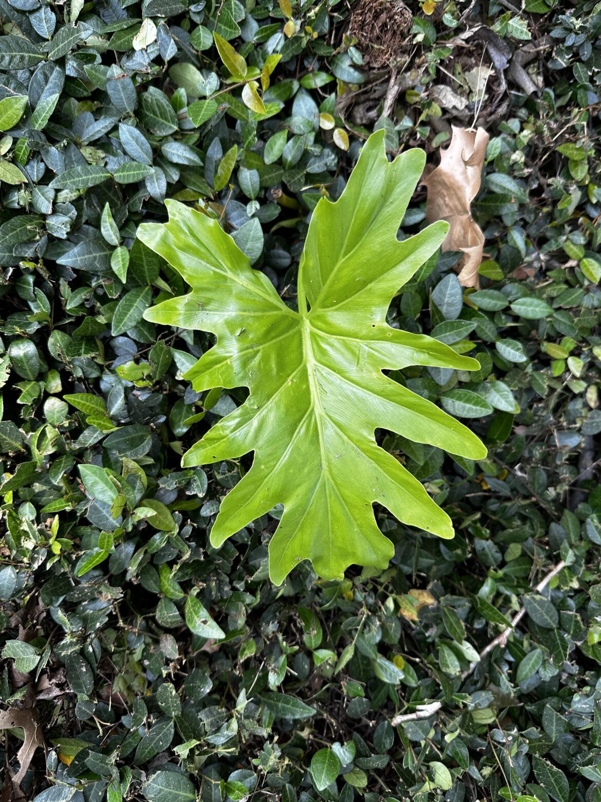 Tree Philodendron - “Rescue”?