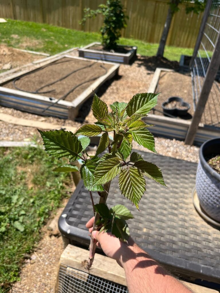 What is this??