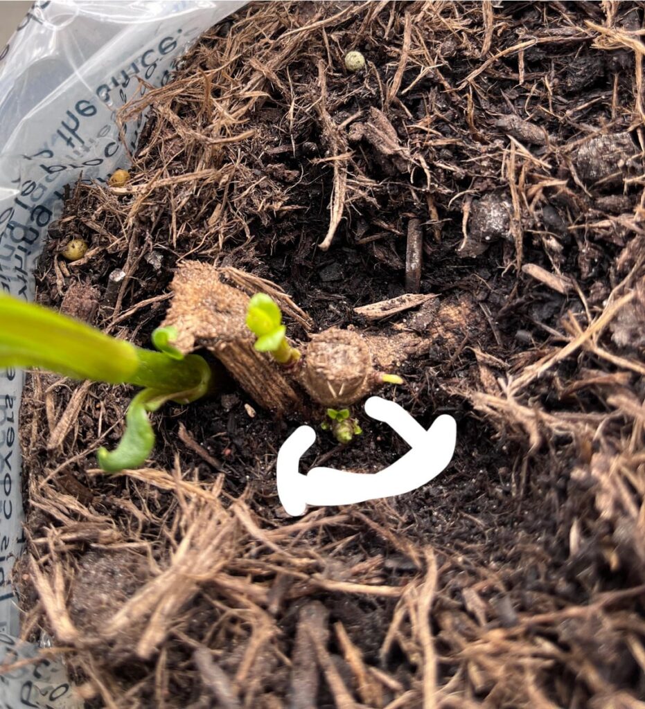 Is this gall?