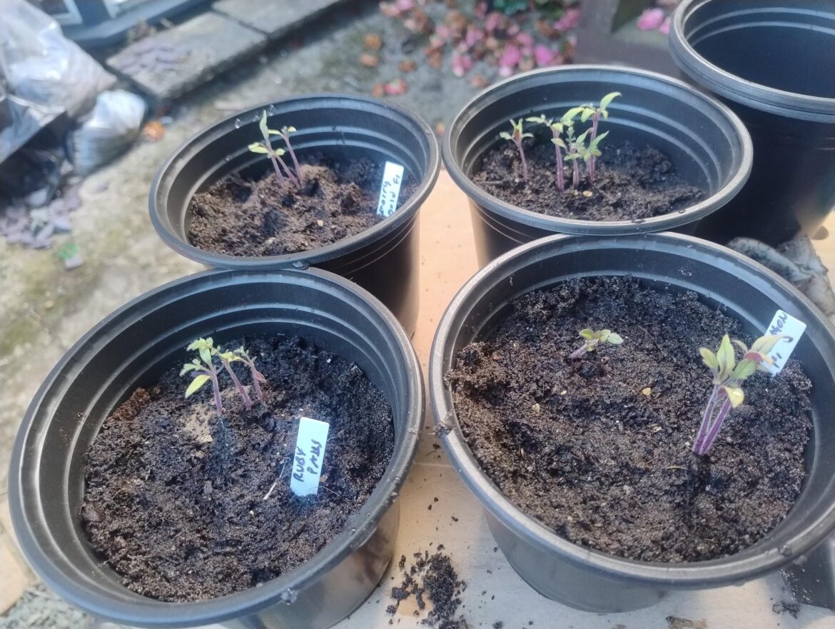 Should I reduce these?