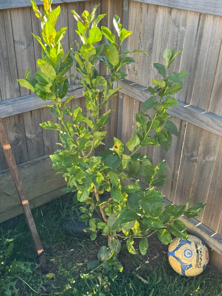 Moved into a new property and want to help this citrus ( no idea what )