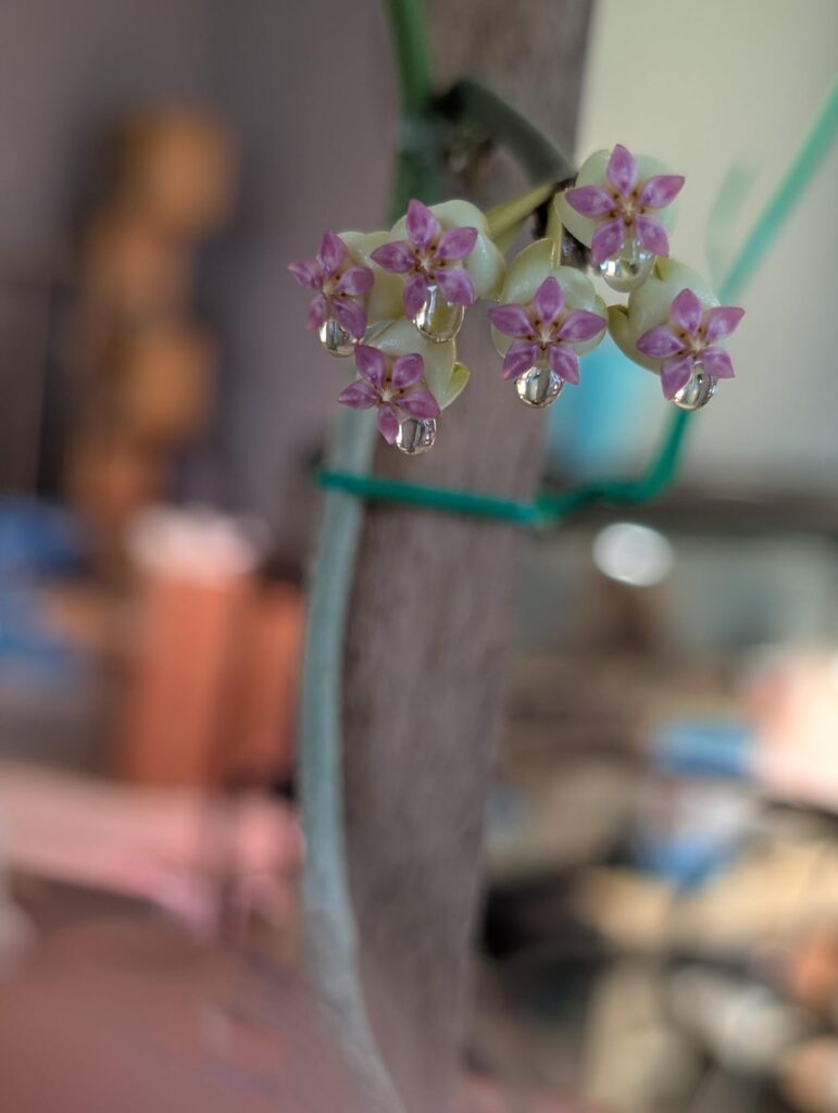 First blooms on icensis