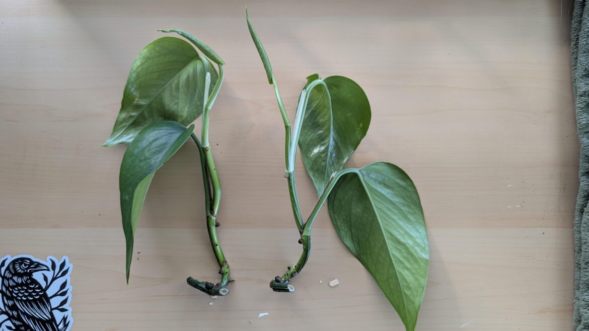 Best way to prep cuttings for moss pole? Best way to prep cuttings for moss pole?