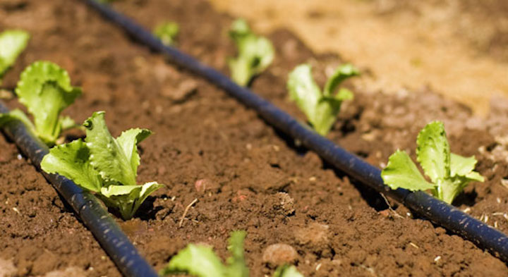 lettuce growing, with a soaker hose