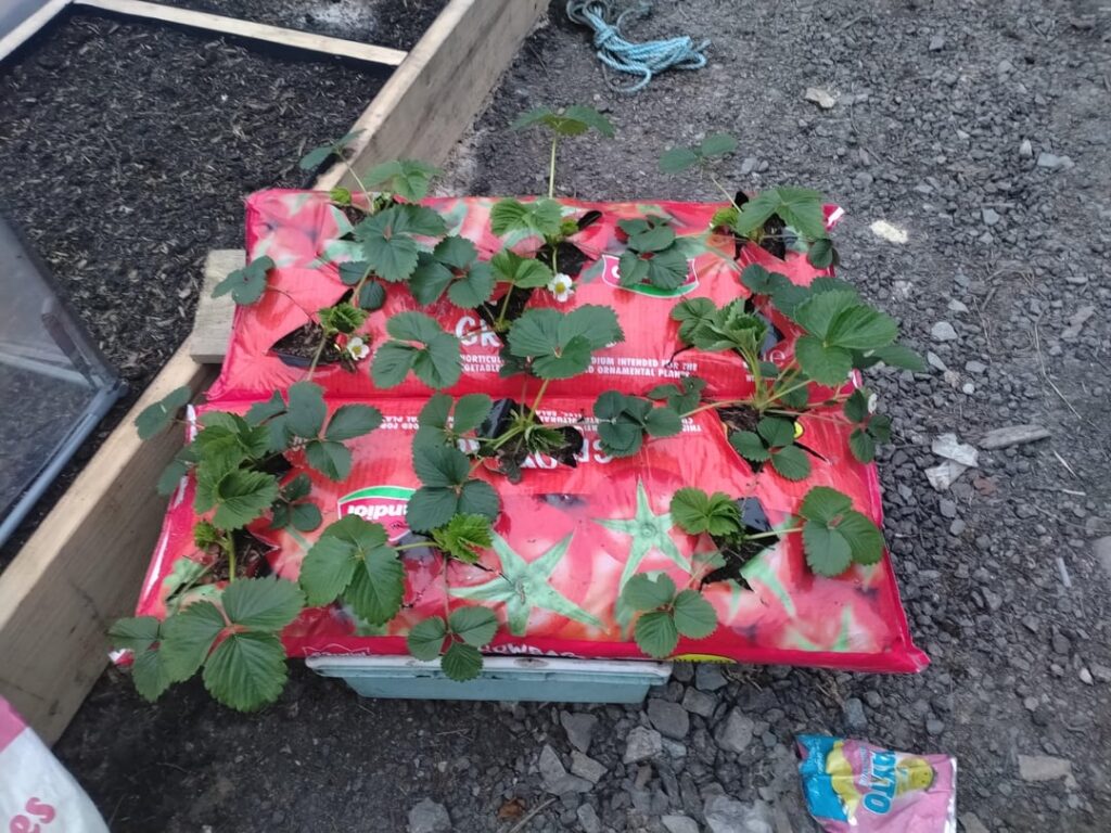 First time gardener here
