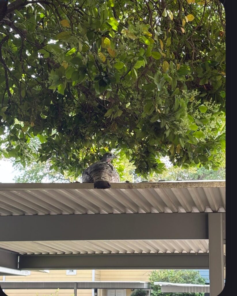 Can I move wild turkey eggs? Can I move wild turkey eggs?
