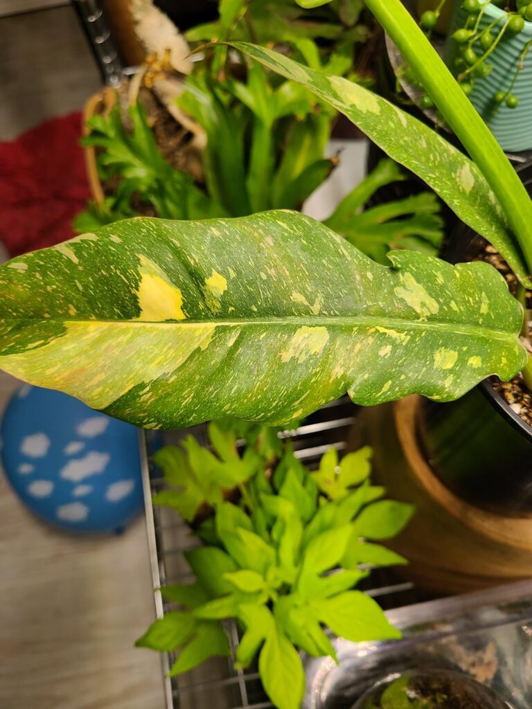 Hello! Is my Ring of Fire turning red or suffering light damage?