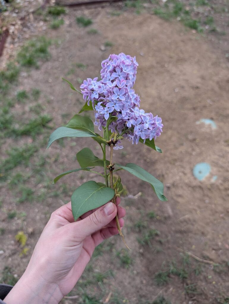 lilac met football