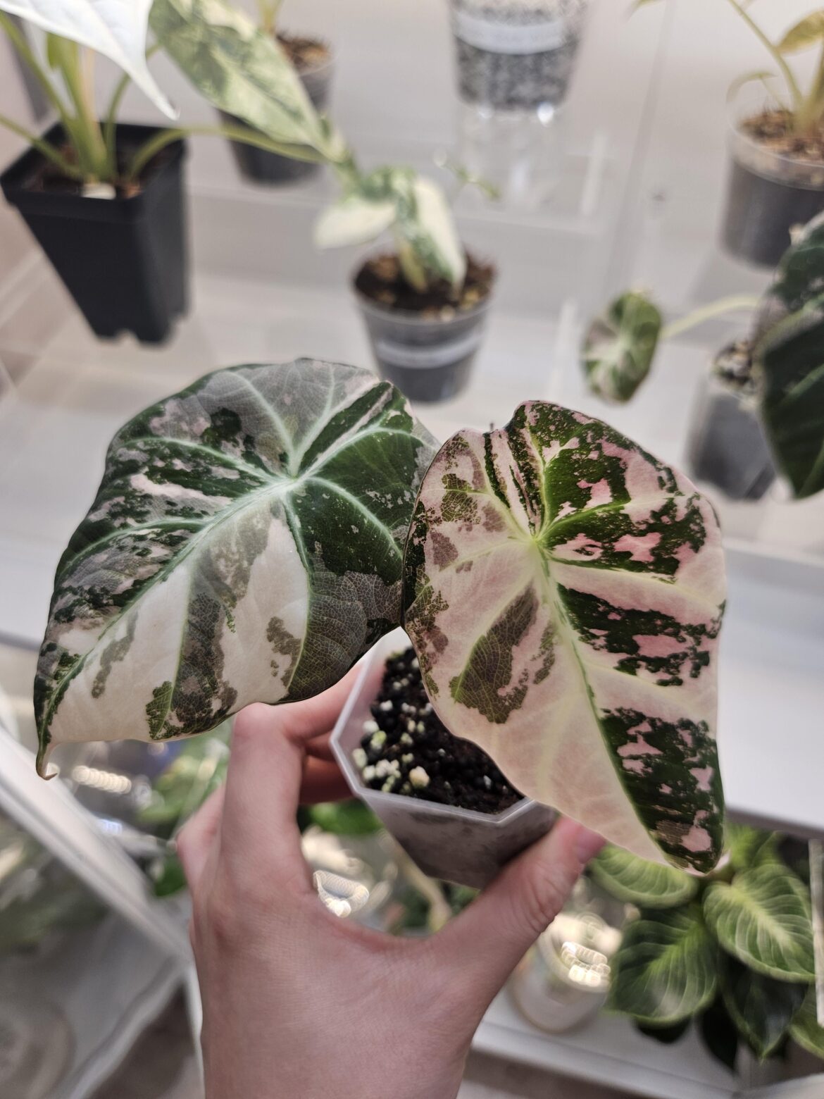 Can't believe it's a plant