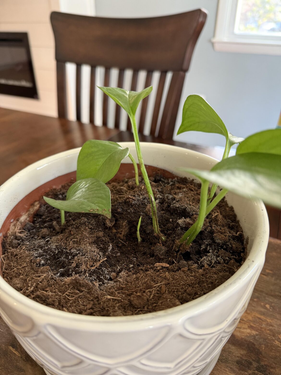 Little baby growth sprouting! Little baby growth sprouting!