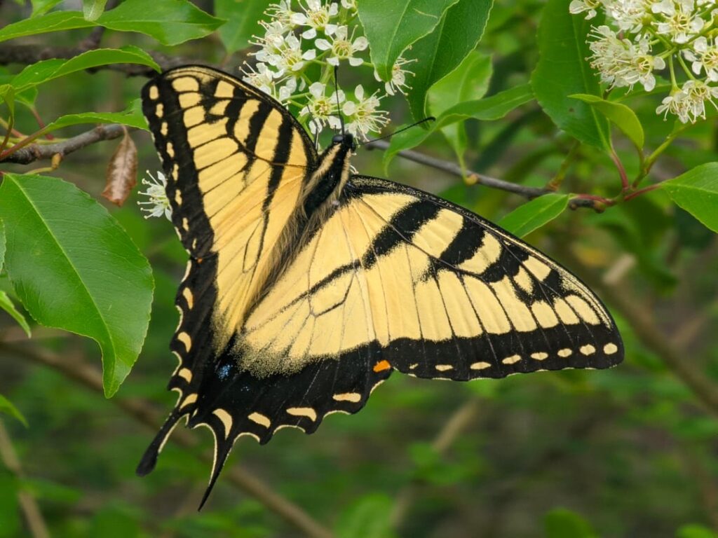 Some wonderful visitors to my black cherry tree.