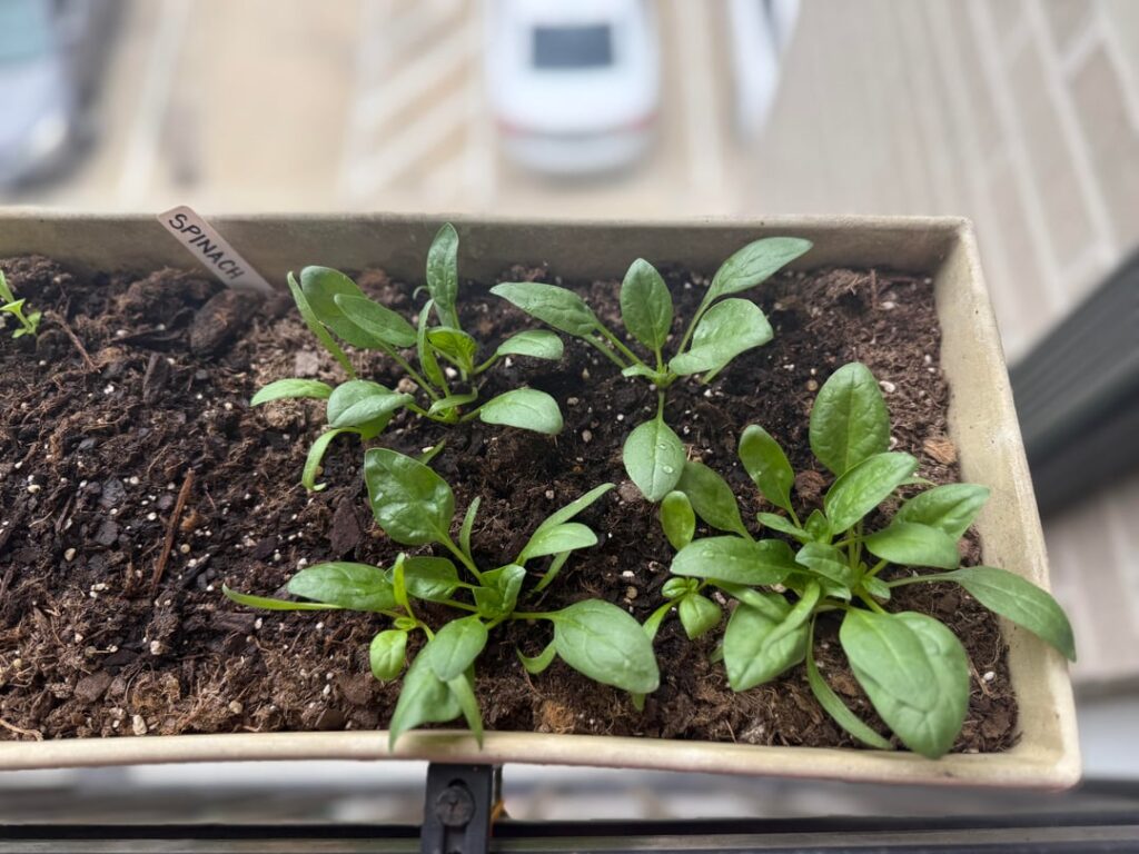 are my kale and spinach grouped too close together?