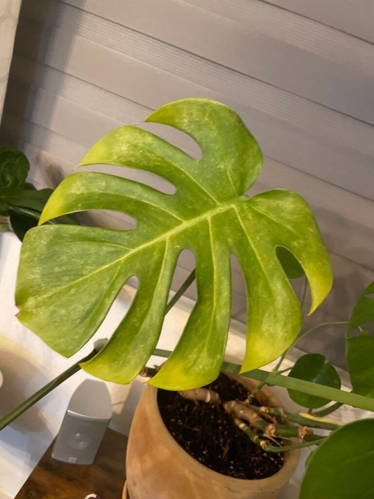 Help with Monstera Help with Monstera