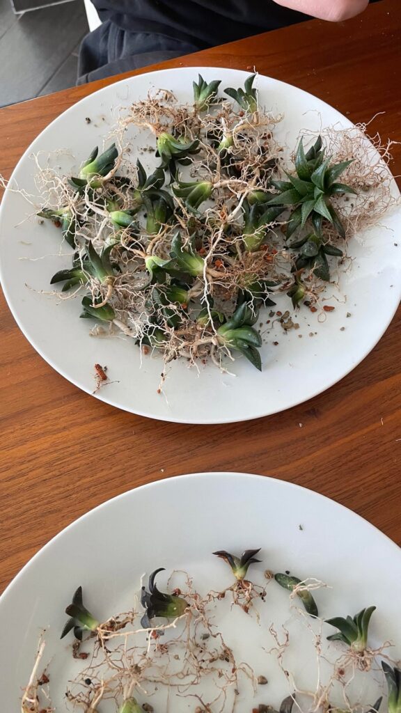2 year old seedling repot 2 year old seedling repot