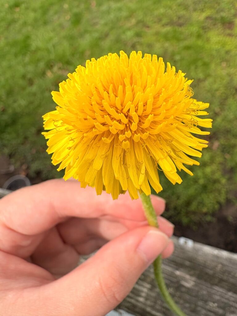 true dandelion identification help